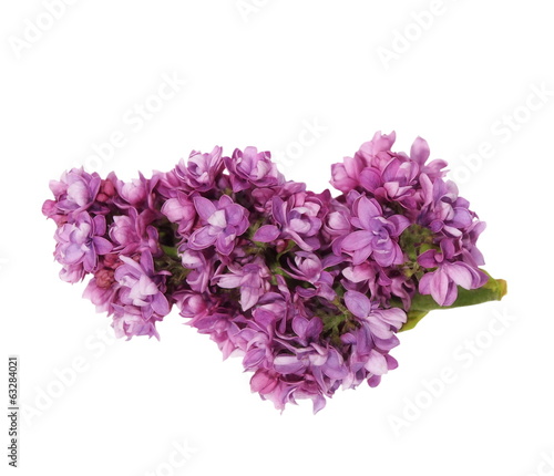 purple lilac isolated on white background ( clipping path )