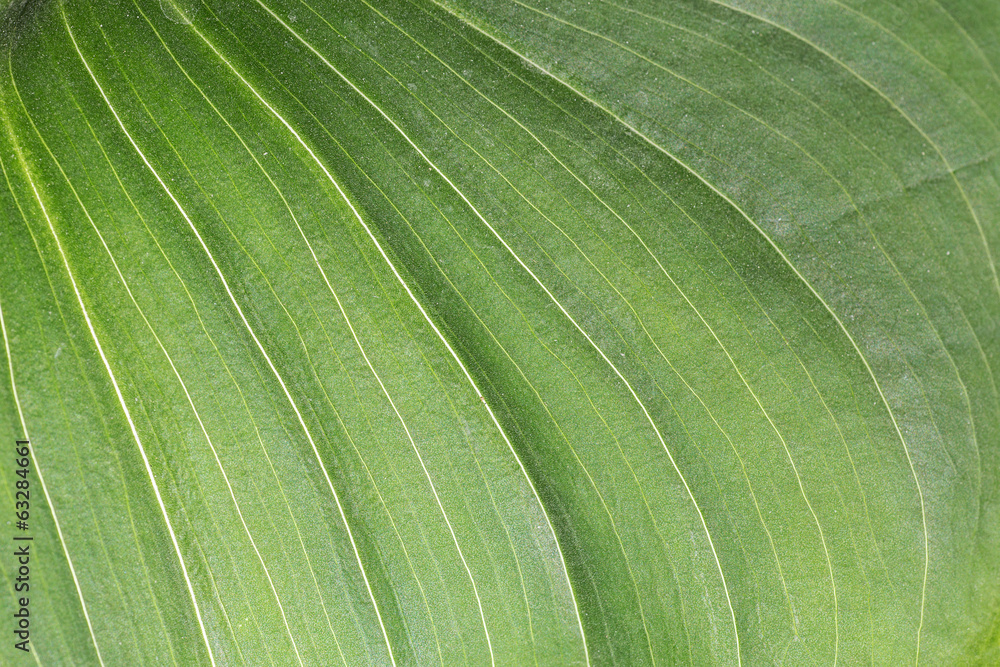 leaf texture