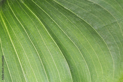 Obraz na płótnie leaf texture w salonie