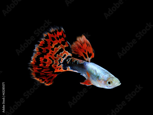 guppy fish swimming isolated on black