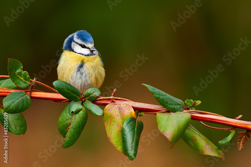 Eurasian blue tit photo