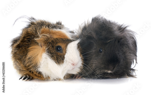 guineal pigs