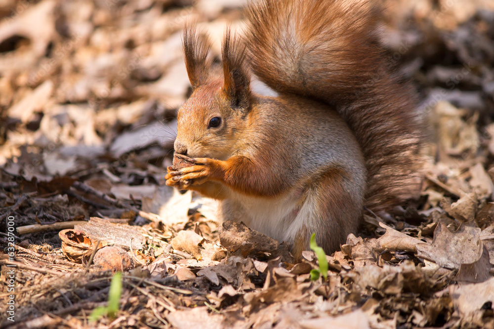 Red squirrel Red squirrel