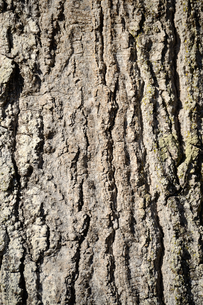 Oak Tree Bark Close up for Background Oak Tree Bark Close up for Background