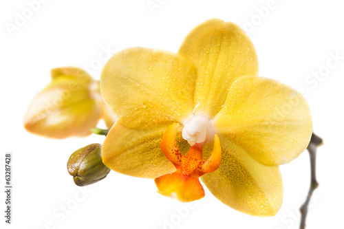 Fototapeta Naklejka Na Ścianę i Meble -  Yellow orchid on a white background