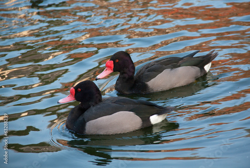 Canard nette Peposaca - Netta peposaca - en promenade photo