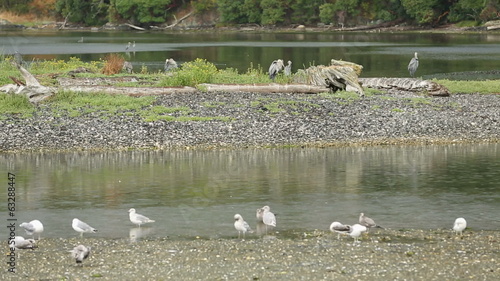 Esquimalt Lagoon Birds, Victoria, BC photo