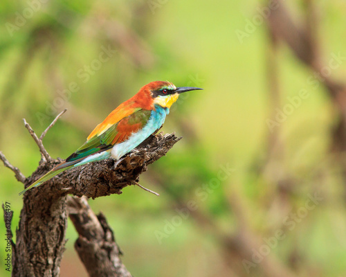 European Bee-eater perched on dead tree
