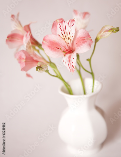 Alstroemeria lily flowers in vase on white background