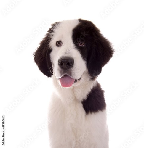 Landseer Hund Portrait Stock Photo | Adobe Stock