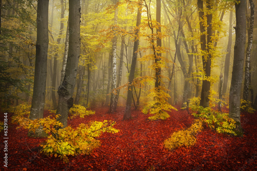 Mystical goggy forest during autumn