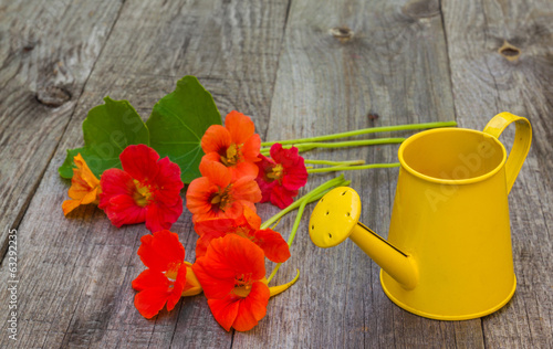 Nasturtiums and  watering can on a old table photo