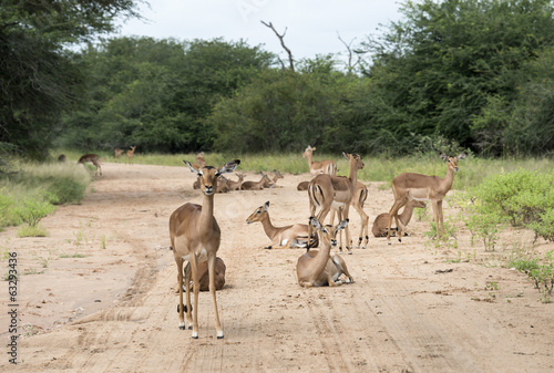 impalas on the road
