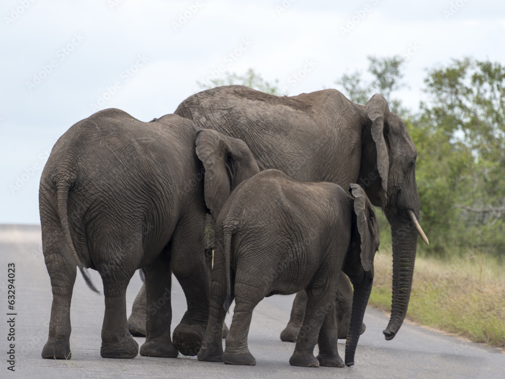 Fototapeta premium elephants crossing the road