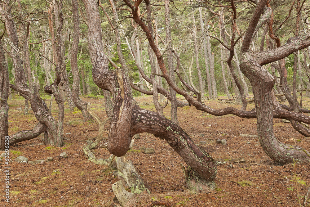 Obraz premium Untouched pine forest, bent trees caused by growing in the wind