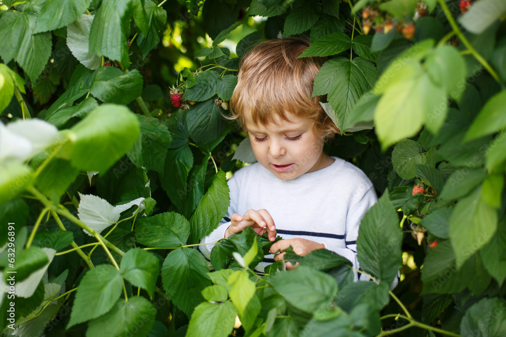 Happy little toddler boy on pick a berry farm picking strawberri Happy little toddler boy on pick a berry farm picking strawberri