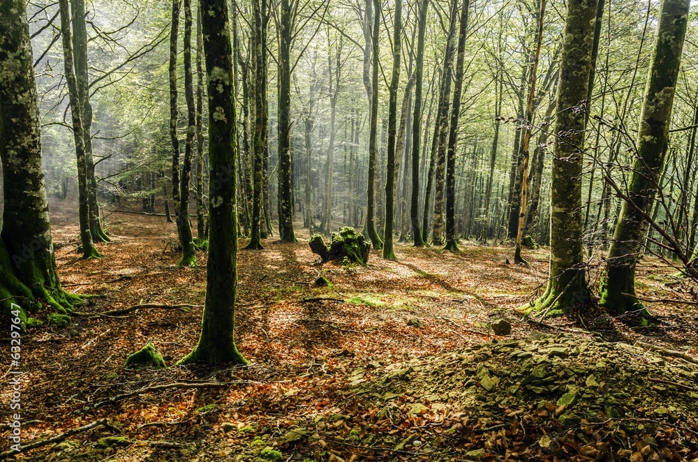 Mystic forest Mystic forest