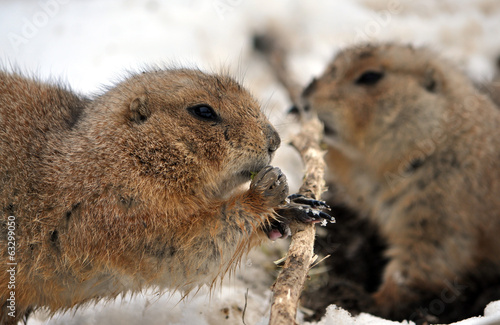 view of the marmot in winter