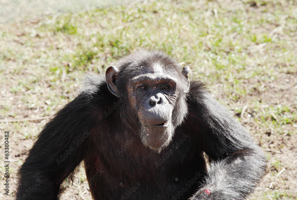 A Chimpanzee in Ol Pejeta Conservancy, Chimpanzee Sanctuary A Chimpanzee in Ol Pejeta Conservancy, Chimpanzee Sanctuary