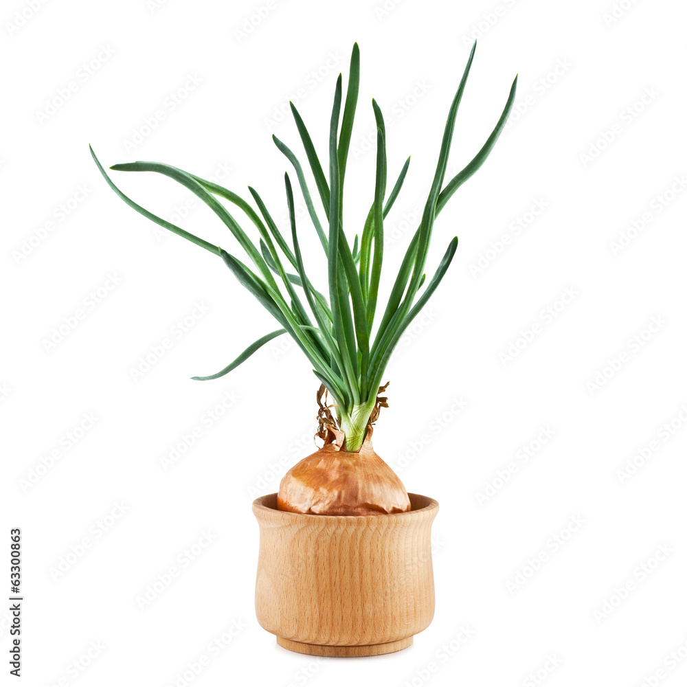 sprouting onion sprouting onion