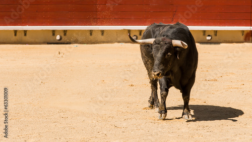 Toro De Lidia Español