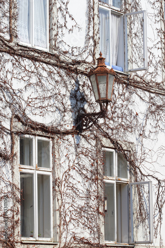 Old street lamp on a house wall covered with leafless ivy © grondetphoto