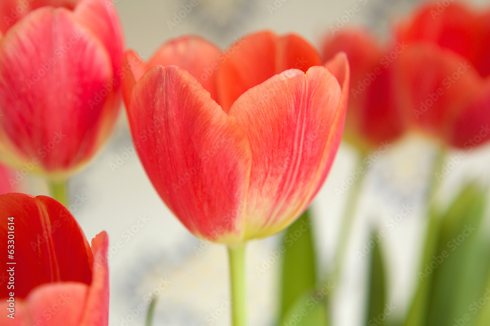 Obraz premium Red tulip bulbs blossoming