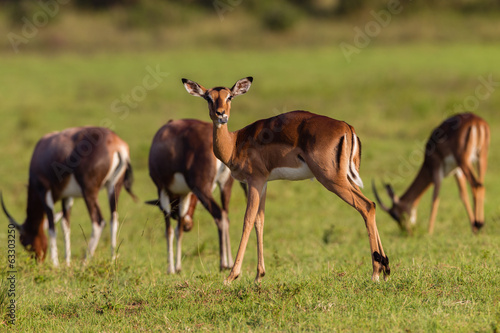 Fototapeta Naklejka Na Ścianę i Meble -  Buck in nature outdoor safari reserve park in Africa