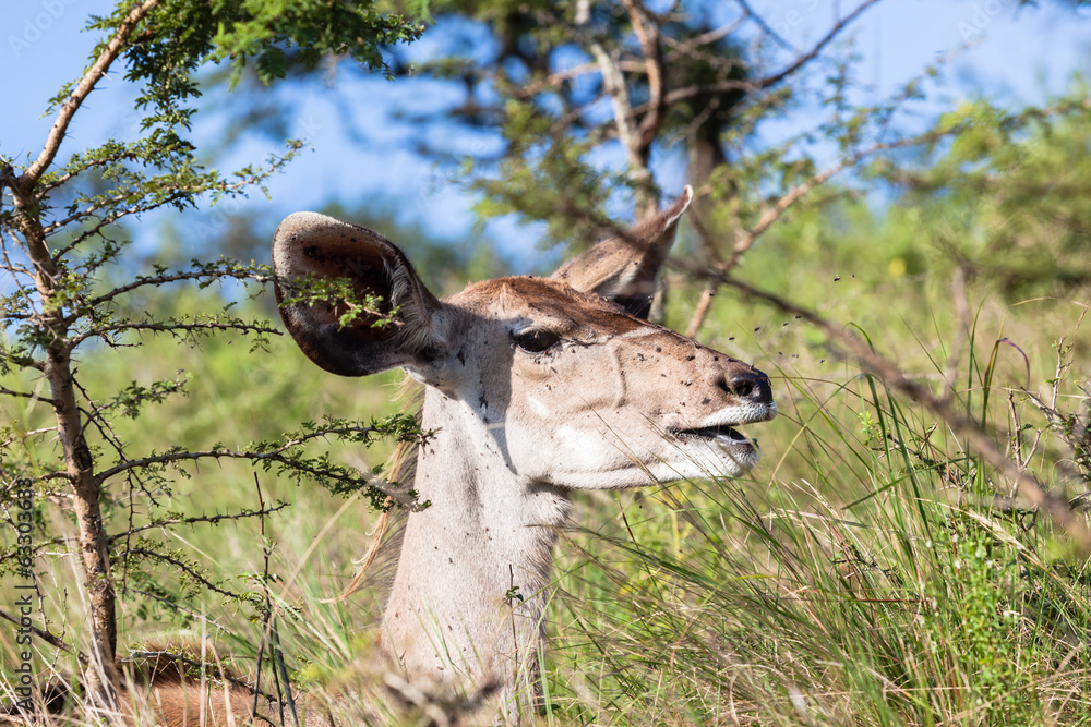 Buck in nature outdoor safari reserve park in Africa Buck in nature outdoor safari reserve park in Africa