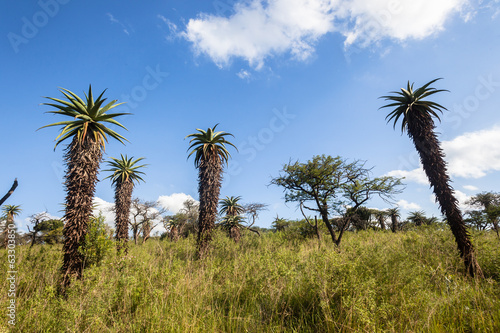 Nature outdoor safari reserve park in Africa