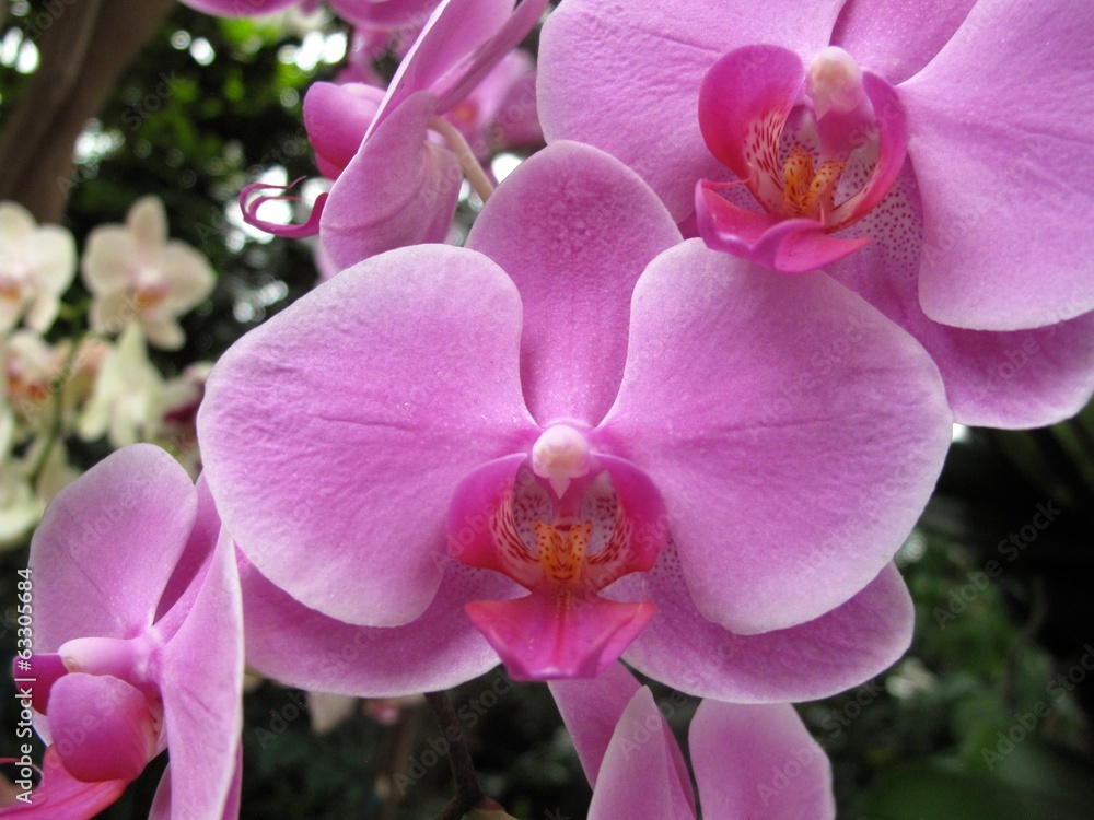 Garden: exotic orchid grown in greenhouse environment Garden: exotic orchid grown in greenhouse environment