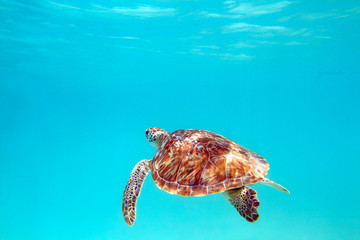 Sierkussen Schildpad Zeeschildpad onderwater Riviera Maya  © Igor S.