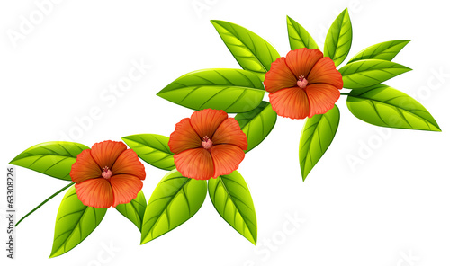Three orange flowers