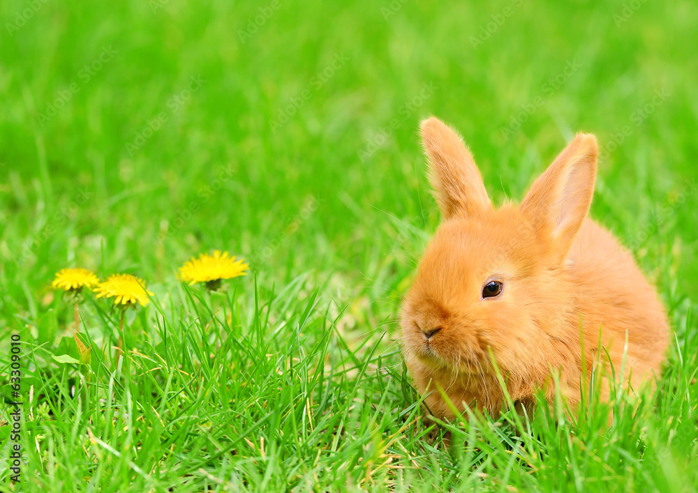Baby bunny sitting in spring grass Baby bunny sitting in spring grass