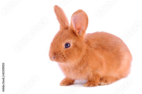 Baby bunny isolated on white background