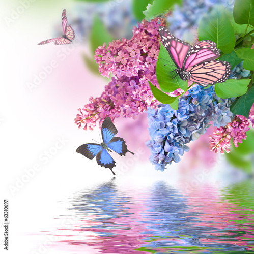 Branch of lilac blue and pink butterfly and water