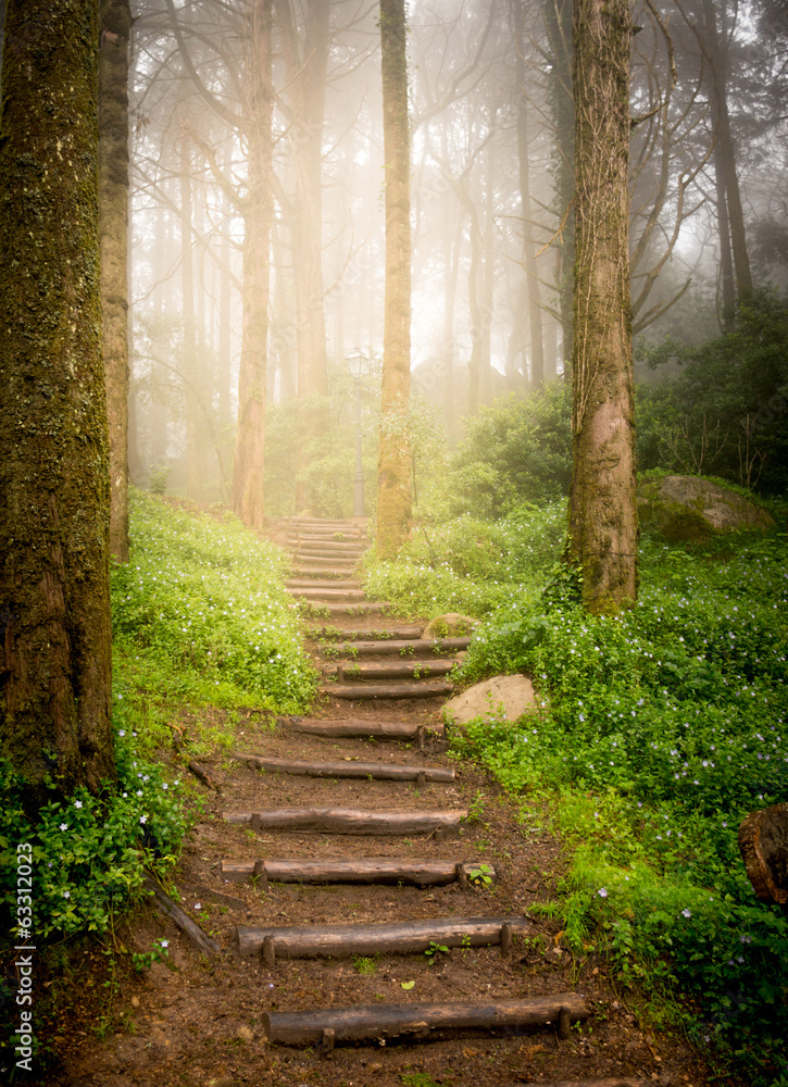 Obraz premium stairs going up hillside in forest toward sunset