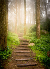 Fototapete Landschaften Treppen, die den Hang im Wald in Richtung Sonnenuntergang hinaufgehen  © Ruslan Gilmanshin