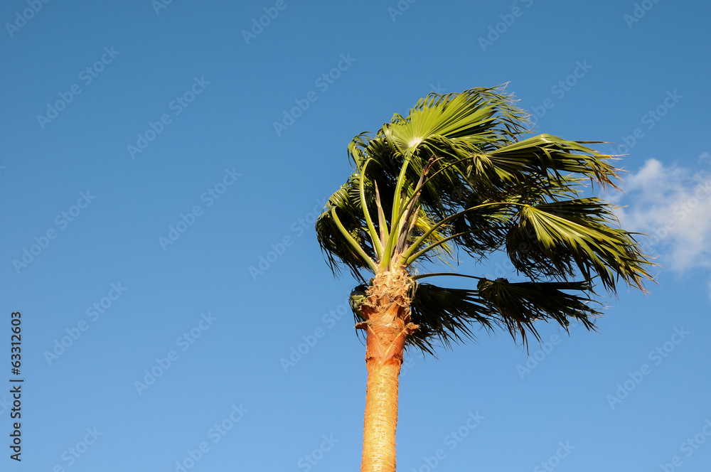 Obraz premium Palm Tree Blowing In The Wind
