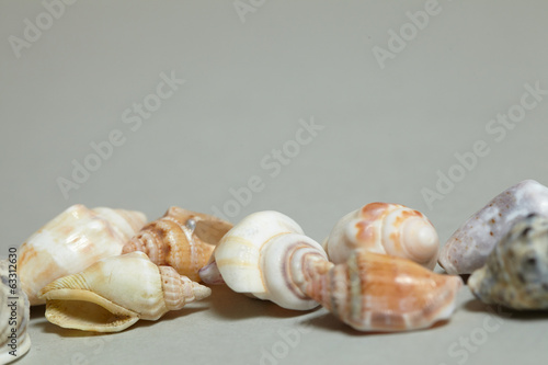 frame made ​​of shells