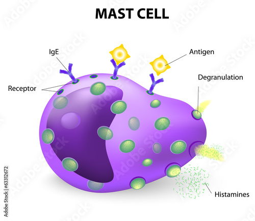mast cell or a mastocyte, labrocyte photo