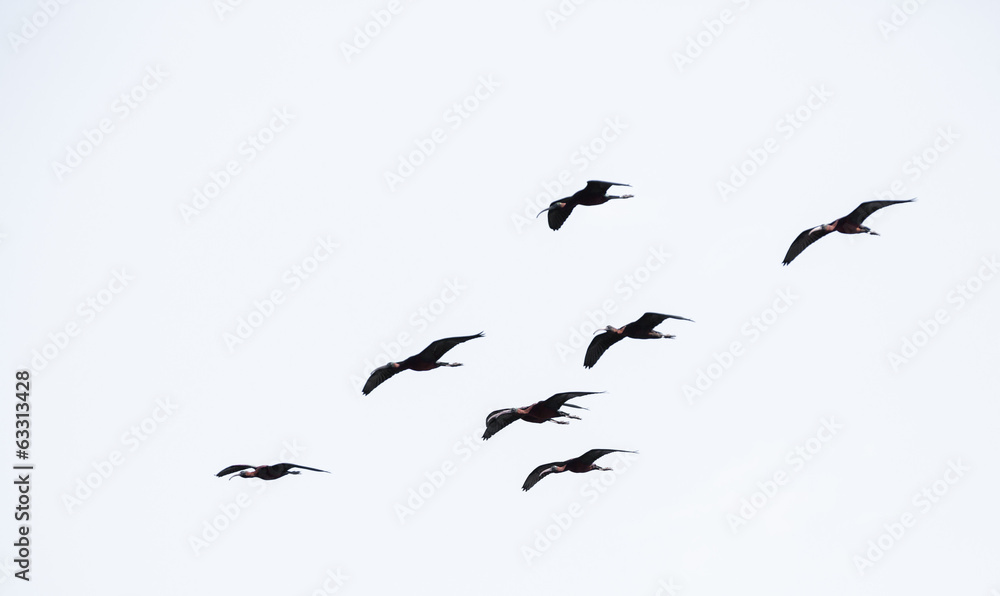 glossy ibis glossy ibis