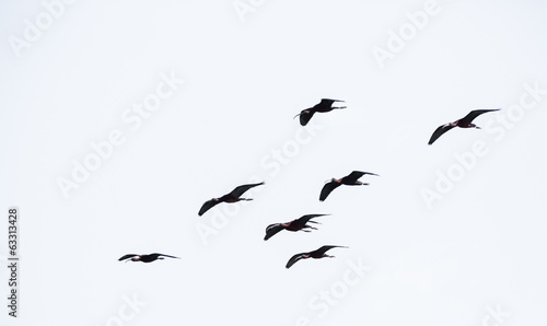 glossy ibis photo