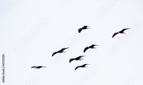 Tableau sur toile glossy ibis