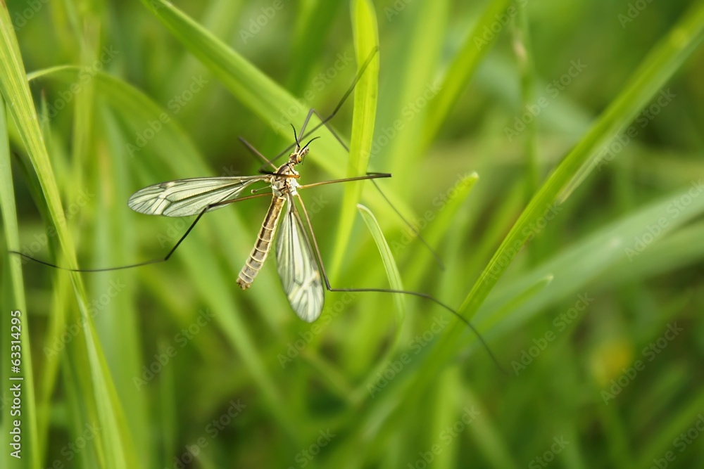 Schnake im Gras / crane fly in the grass Schnake im Gras / crane fly in the grass