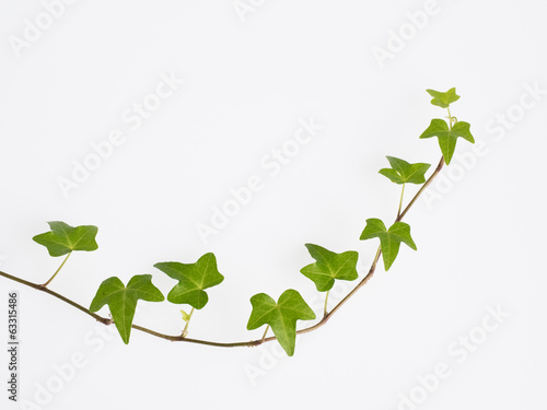 伸びる蔦の葉 Stock 写真 Adobe Stock 伸びる蔦の葉 Stock 写真 Adobe Stock