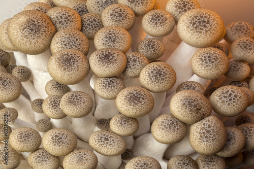 Buna Shimeji Mushrooms