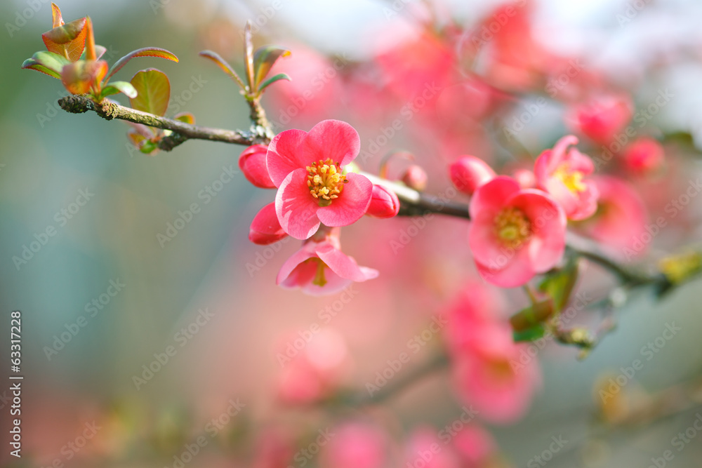 Obraz premium springtime