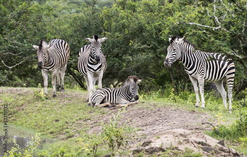 group of zebras