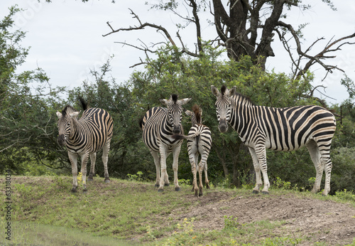 group of zebras